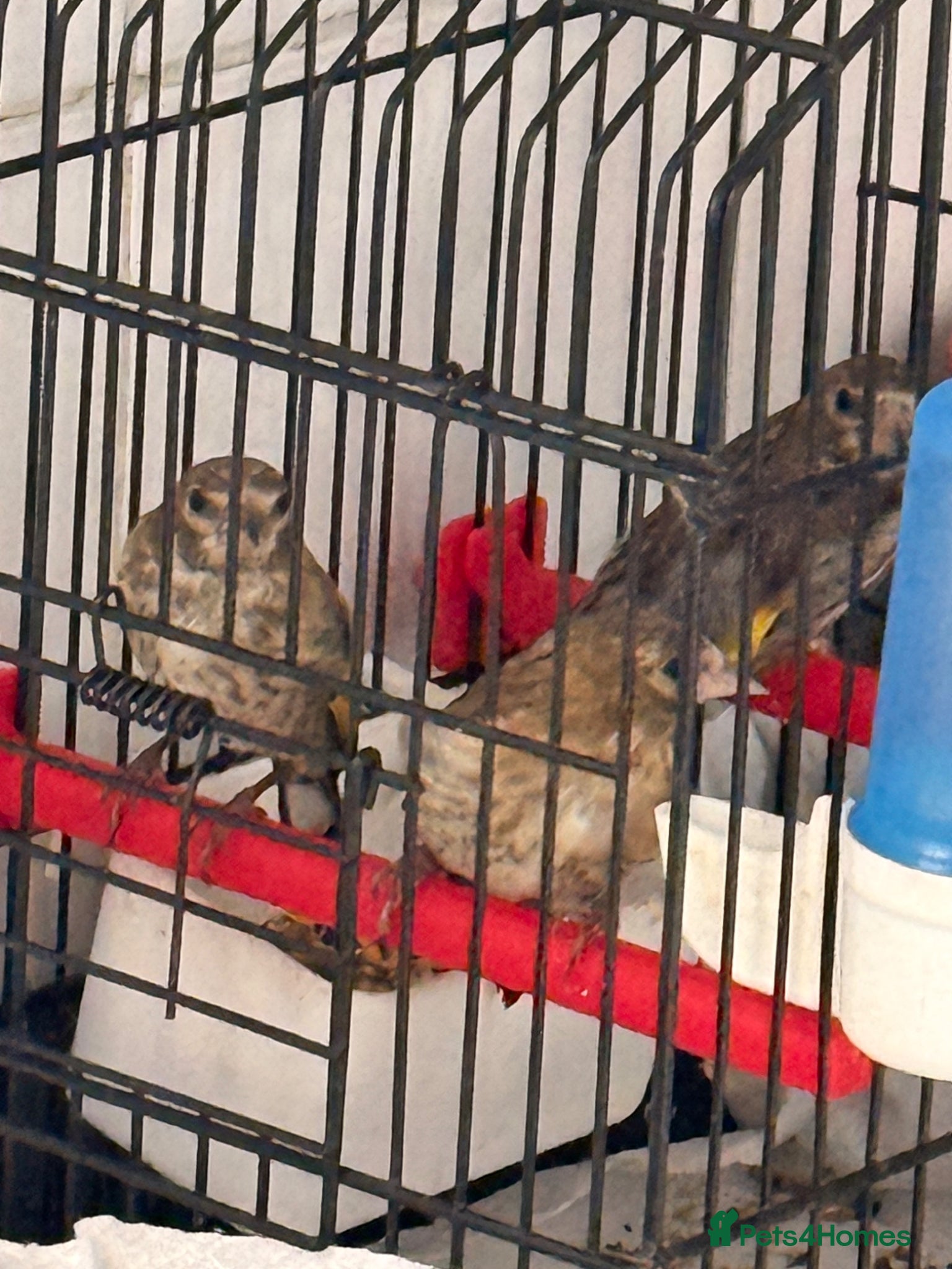 Finches birds for sale: Healthy Goldfinches & Greenfinches For Sale - Advert 6