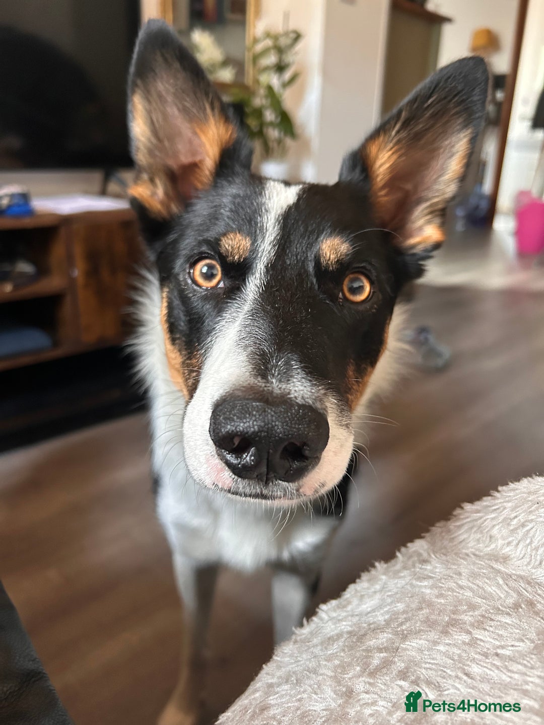 Border Collie dogs for sale: 15 month old male collie for sale (not a farm dog) - Advert 4
