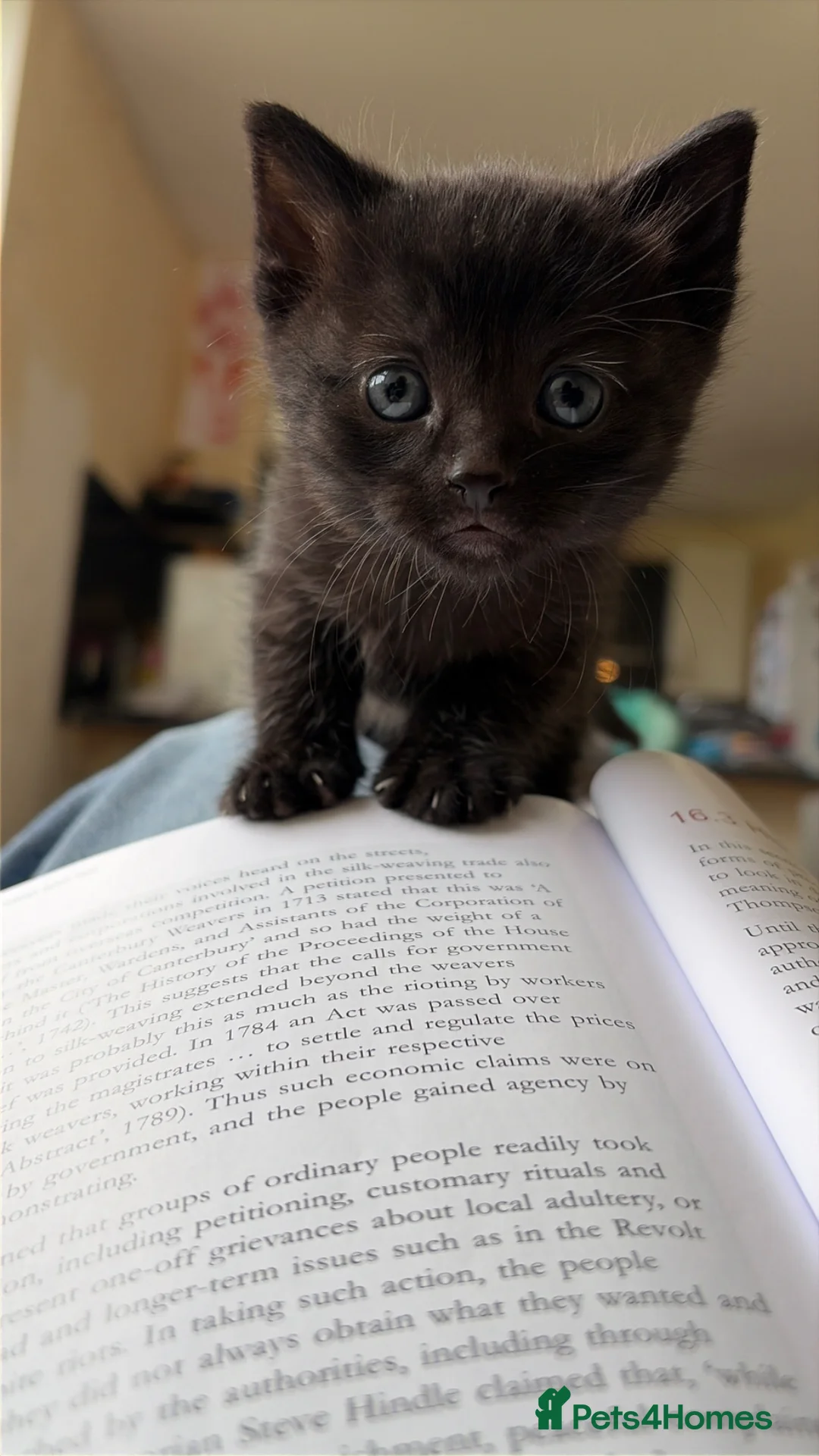 Mixed Breed cats for sale: Beautiful kittens  in Pembroke Dock - Advert 2