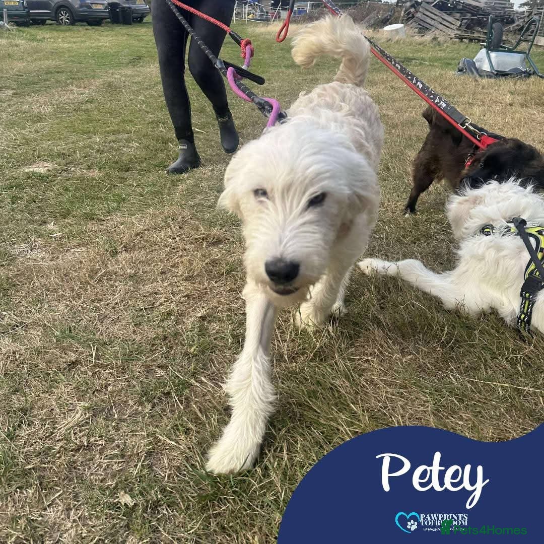 Mixed Breed dogs for adoption: Meet Petey, currently residing in Essex - Image 1
