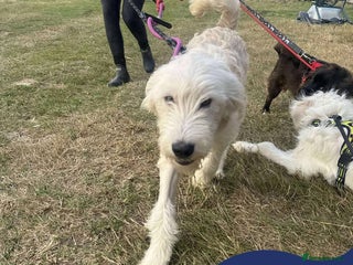 Mixed Breed dogs - Advert 5