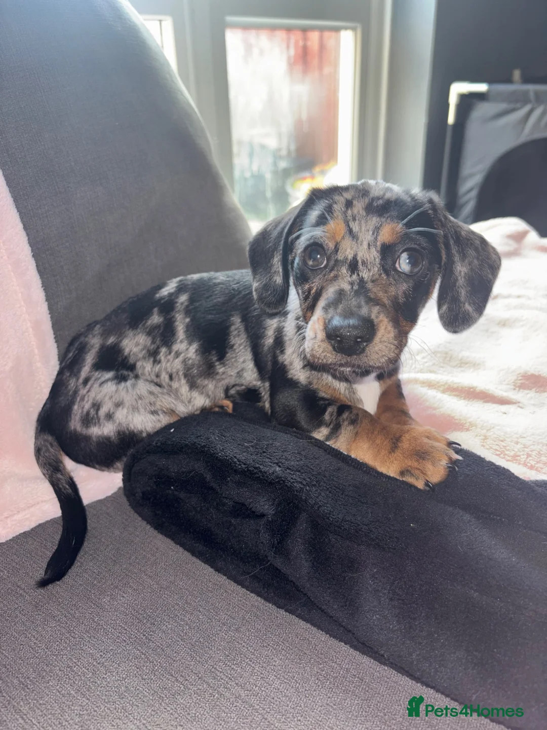 Jackshund dogs for sale: Female Available ♥️ - Advert 1