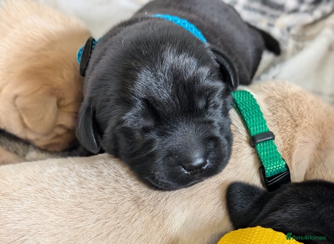 Labrador Retriever dogs for sale: Stunning labrador puppies from good working lines - Advert 31