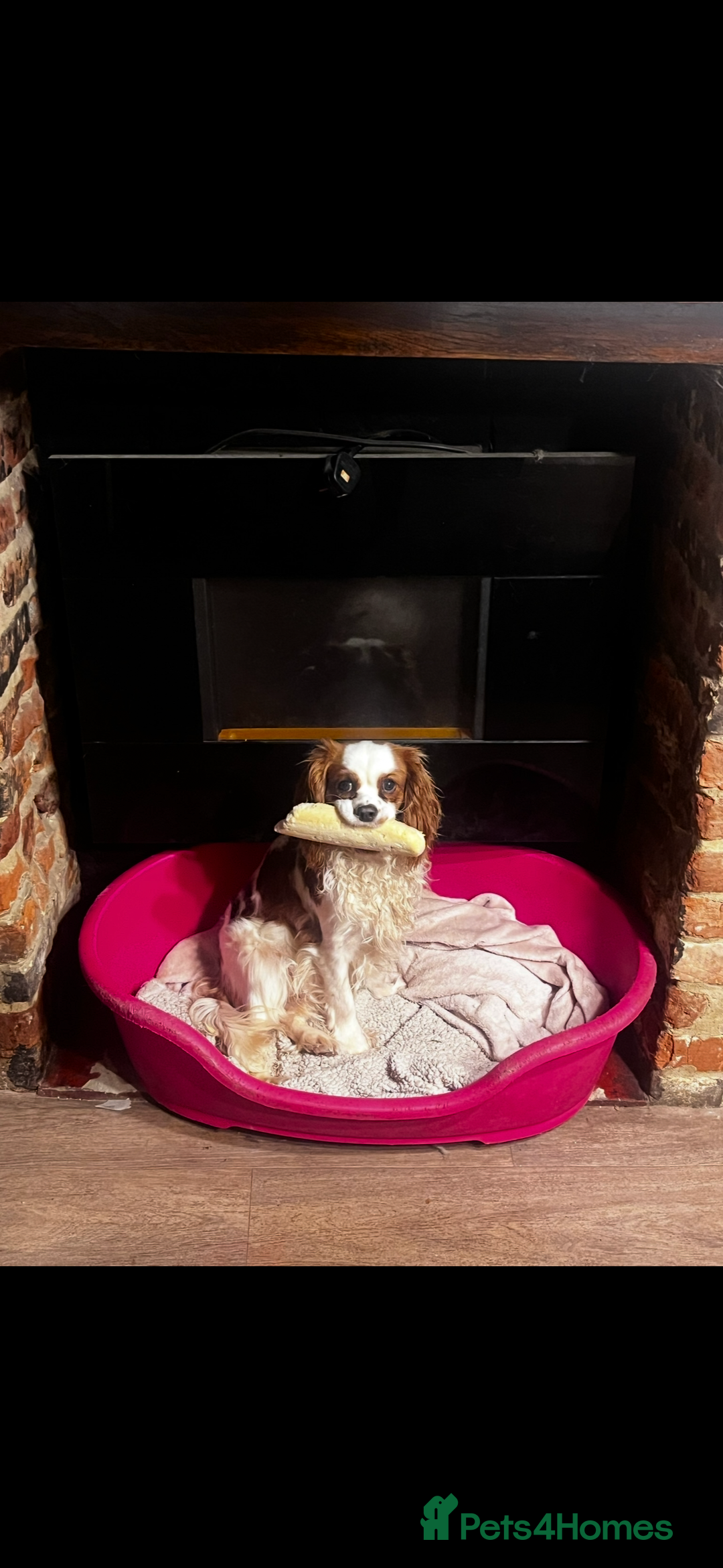 Cavalier King Charles Spaniel dogs for sale: Beautiful Kc Cavalier king charles  - Image 4