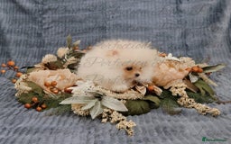 Pomeranian dogs for sale: Gorgeous Teddy Bear Pomeranian Puppies - Image 4