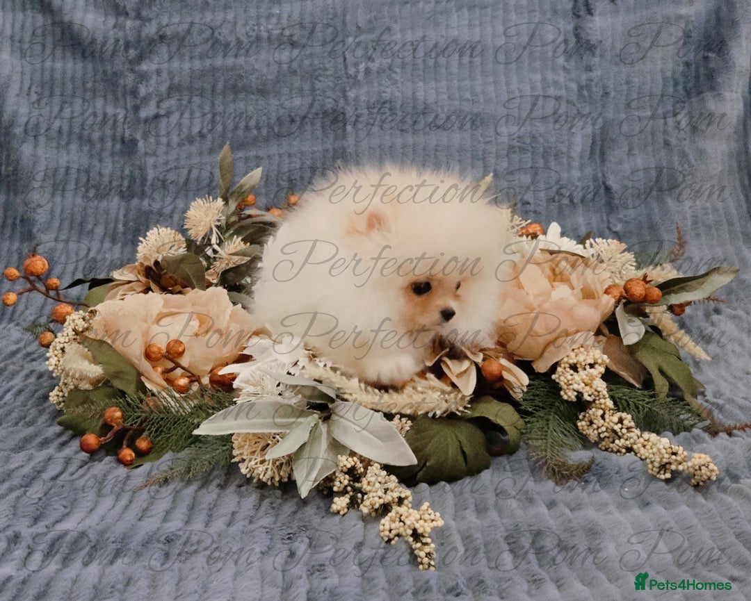 Pomeranian dogs for sale: Gorgeous Teddy Bear Pomeranian Puppies - Image 4