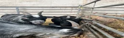 Goats livestock for sale: Female Pygmy goats - Advert 3