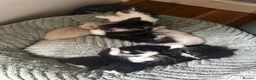 Mixed Breed cats for sale: Gorgeous Mixed Kittens For Sale - Advert 8