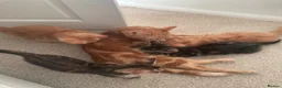 Domestic Shorthair cats for sale: Joyful little kittens - Advert 9