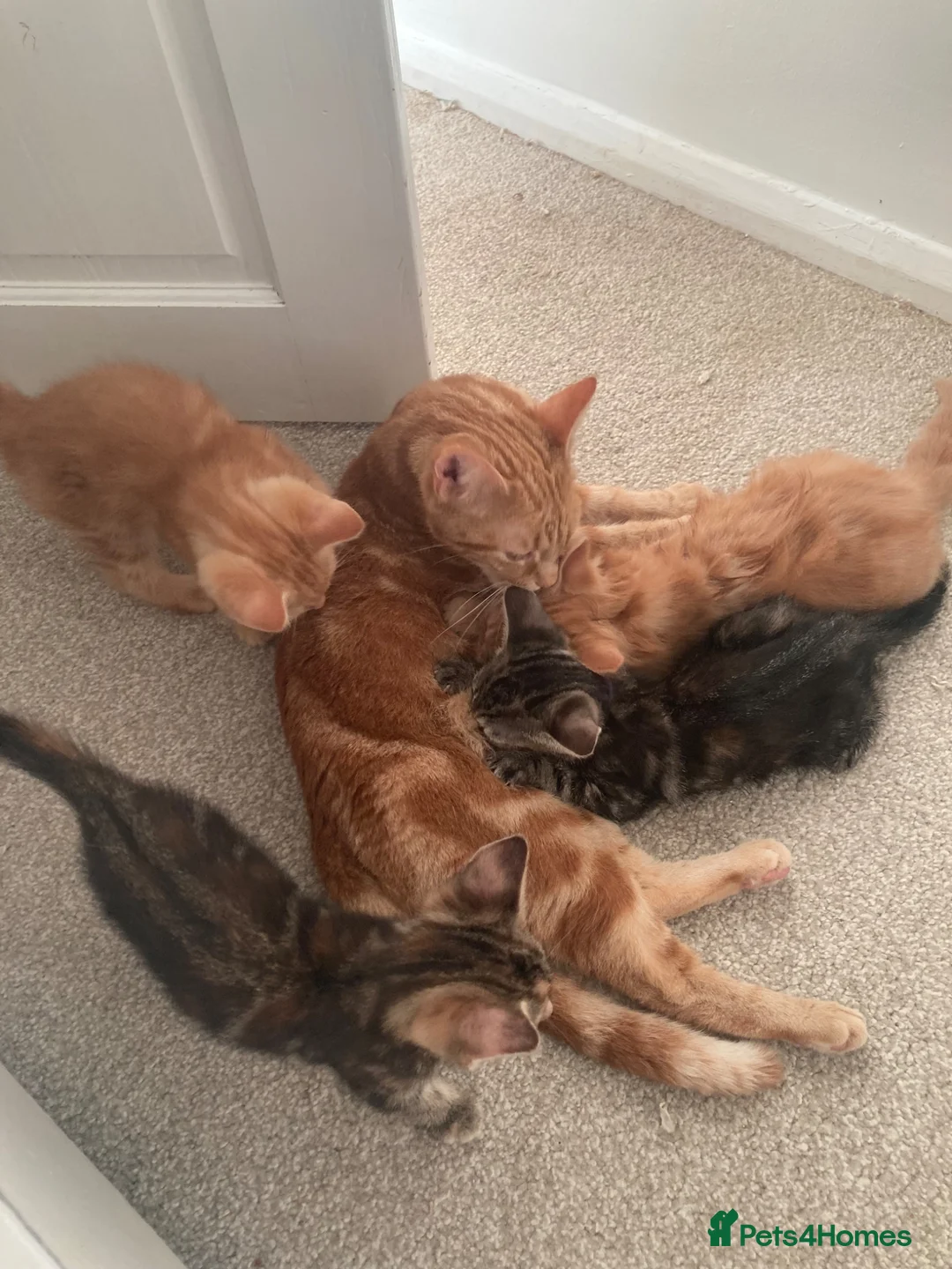 Domestic Shorthair cats for sale: Joyful little kittens - Advert 9