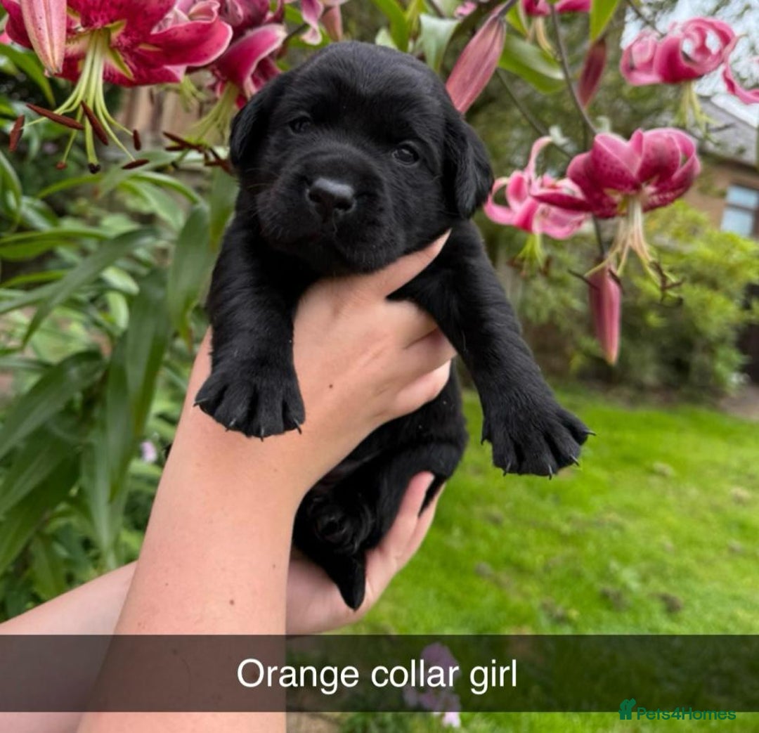 Labrador Retriever dogs for sale: Labrador Retriever Puppies - Image 8