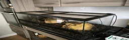 Python Snake reptiles for sale: Juvenile Royal (Ball) python + all kit - Advert 5