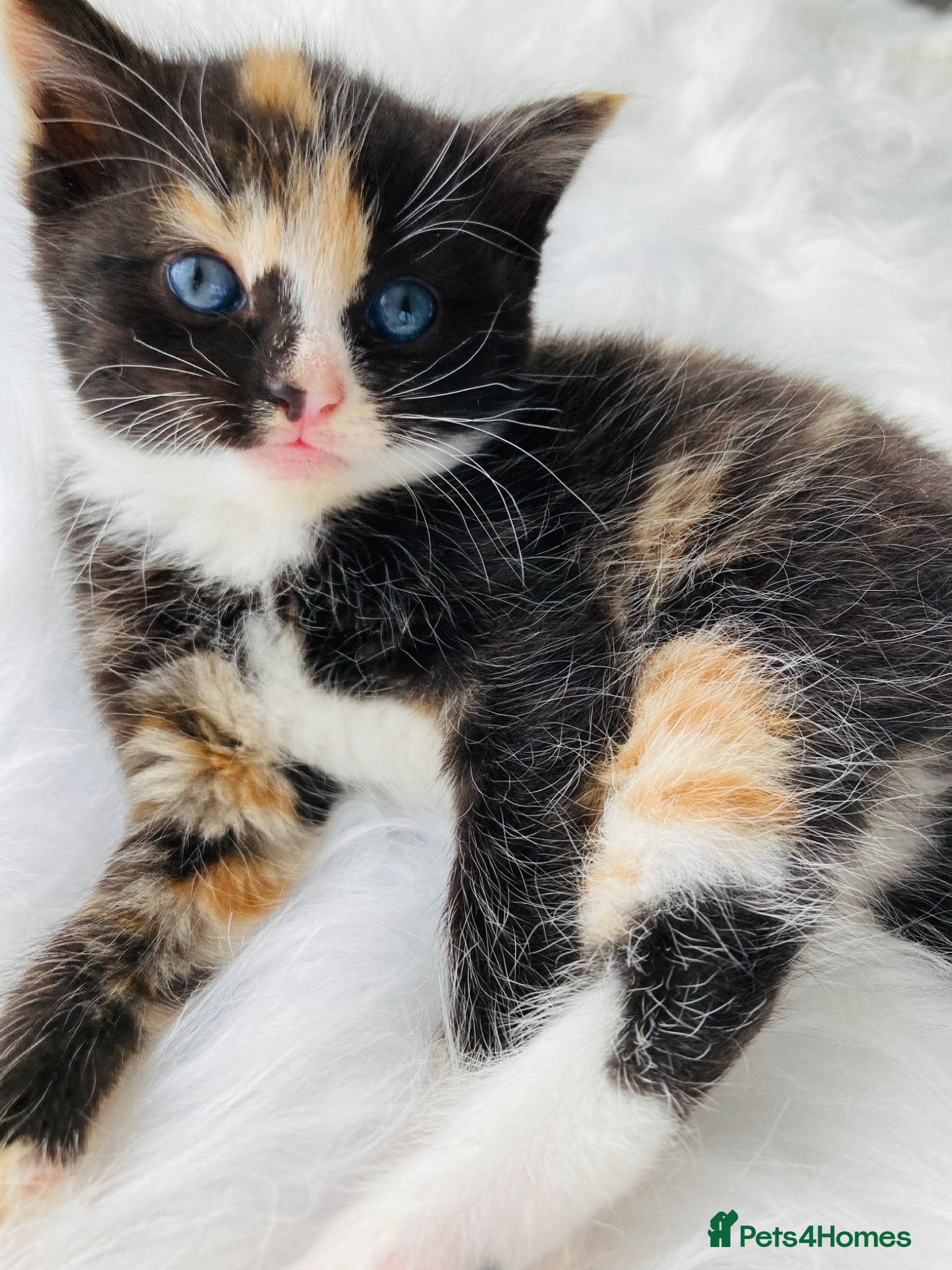 Mixed Breed cats Fluffy kittens - Advert 5