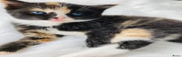 Mixed Breed cats for sale: Fluffy kittens - Advert 6