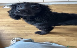 Cocker Spaniel dogs for sale: 3 year old cocker spaniel  - Image 5