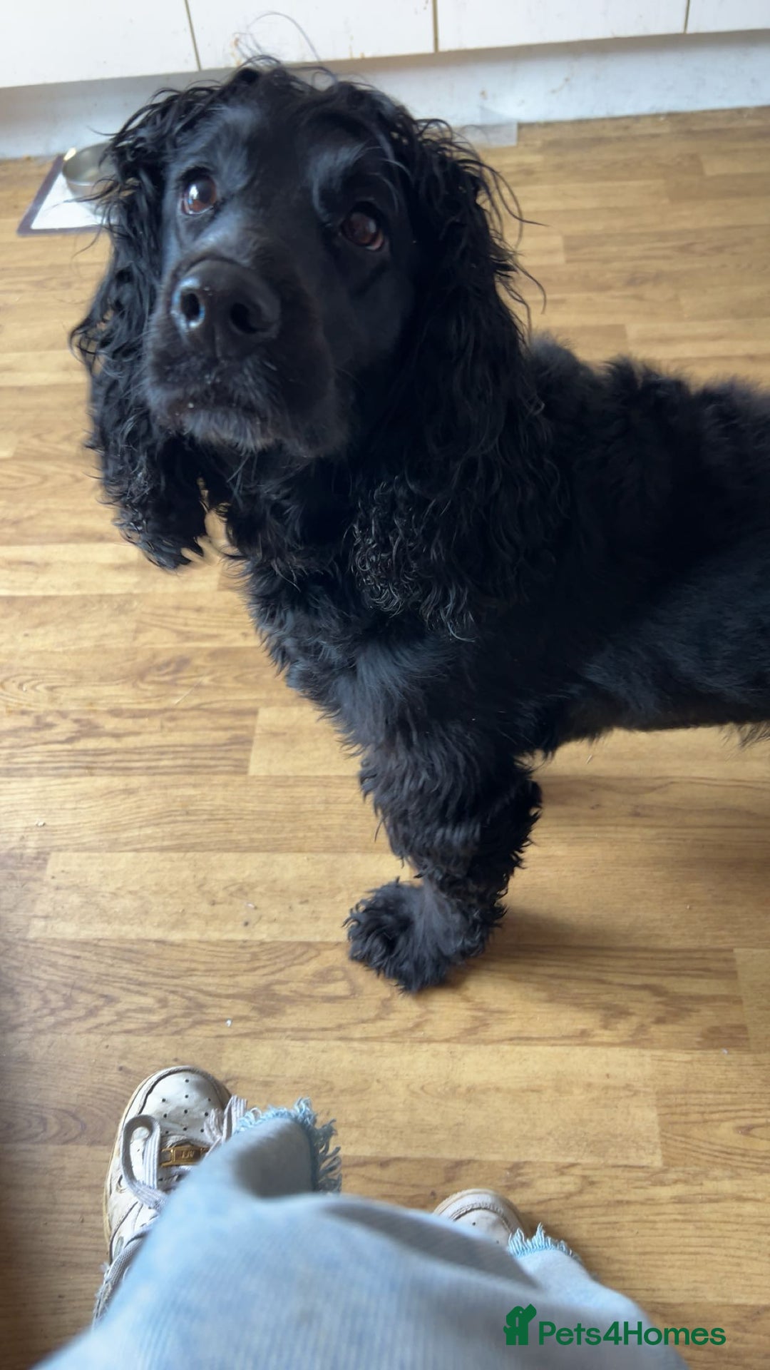 Cocker Spaniel dogs for sale: 3 year old cocker spaniel  - Image 5