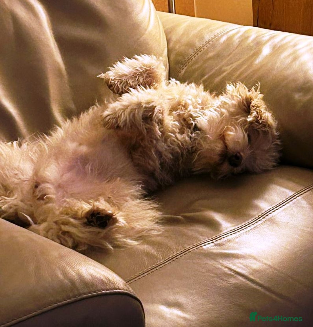 Bichon Frise dogs for adoption: Meet WALLACE - a Beautiful boy for a Loving Home - Image 9