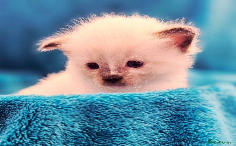 Ragdoll cats - Advert 2