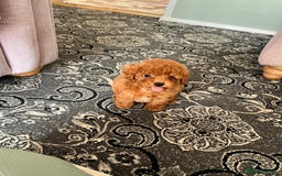 Maltipoo dogs for sale: 💫Tiny Red Boys Available Now💫 - Image 5