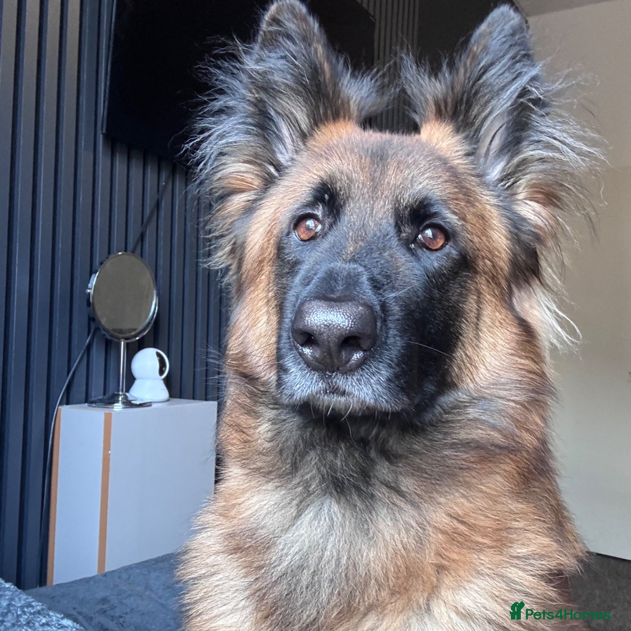 Belgian Shepherd Dog dogs Belgain malinois  - Advert 2