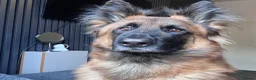 Belgian Shepherd Dog dogs for sale: Belgain malinois  - Advert 1