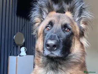 Belgian Shepherd Dog dogs Belgain malinois - Advert 2