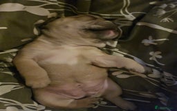 French Bulldog dogs for sale: 🔥Exquisite French Bull Dog Puppies 🔥 - Advert 33