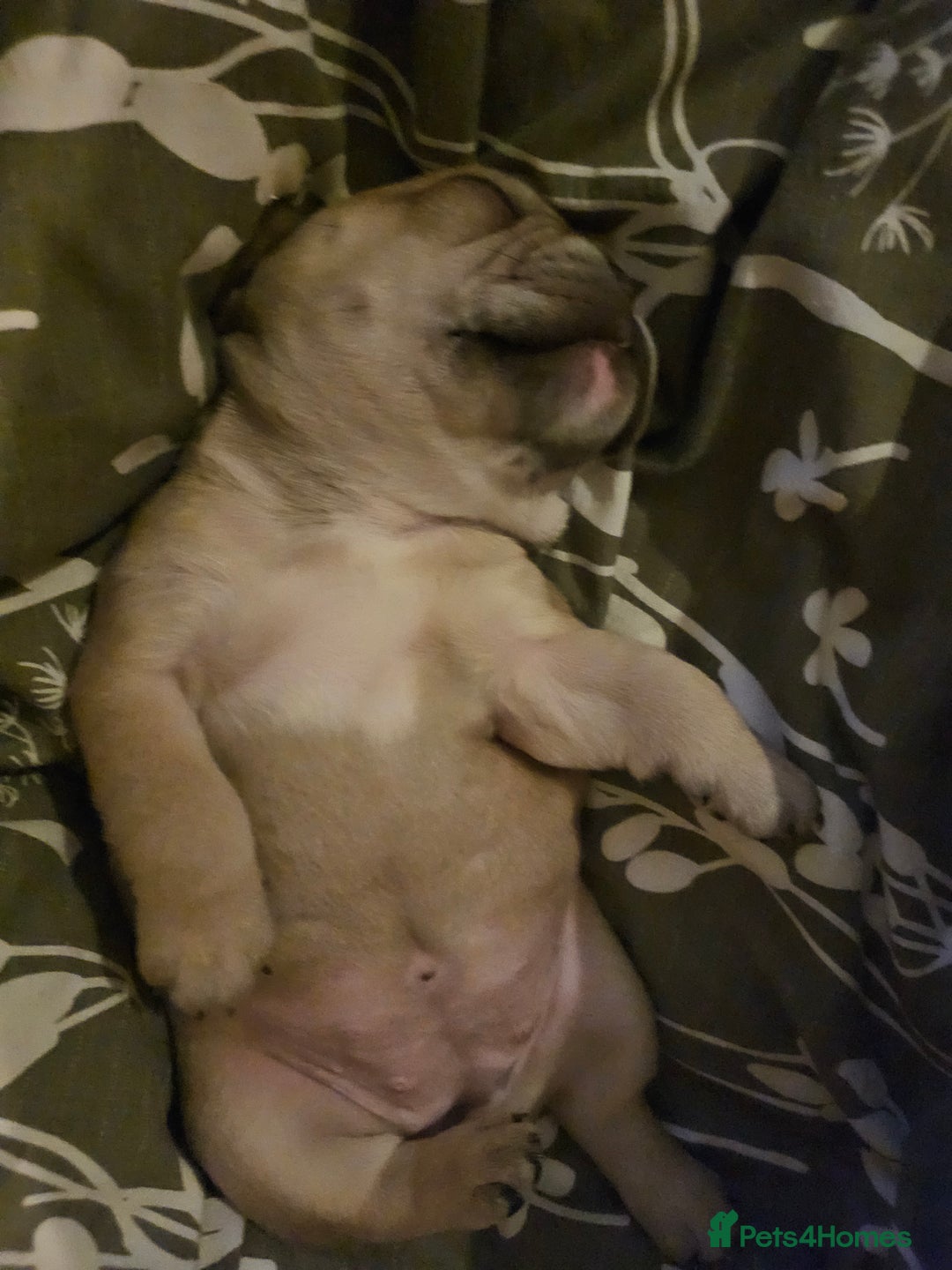 French Bulldog dogs for sale: 🔥Exquisite French Bull Dog Puppies 🔥 - Advert 33