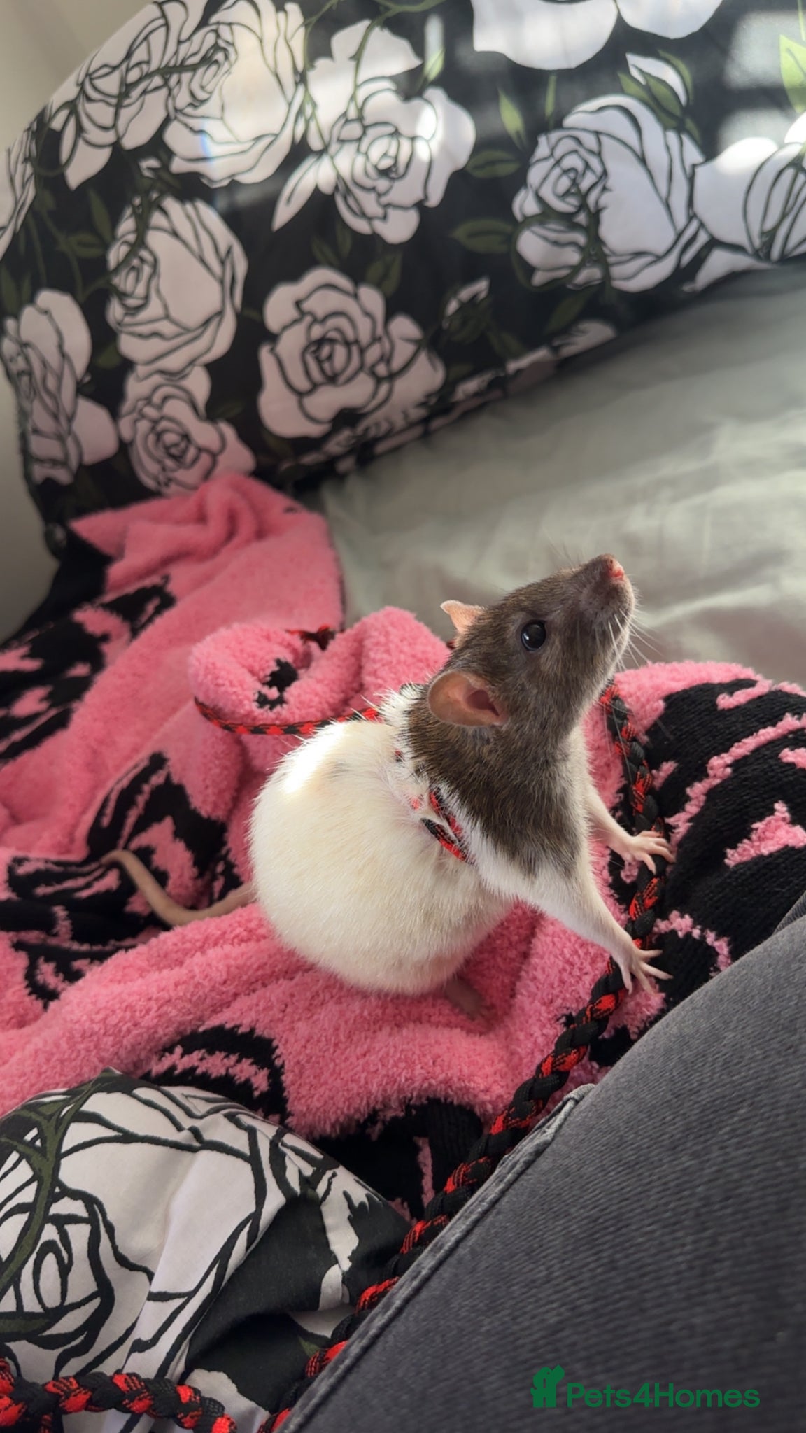 Rat rodents Female rat with full set up  - Advert 1