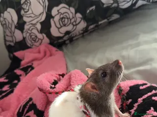 Rat rodents Female rat with full set up - Advert 1