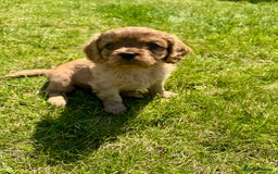 Cavalier King Charles Spaniel dogs for sale: Stunning cavalier King Charles spaniel puppies. - Image 6