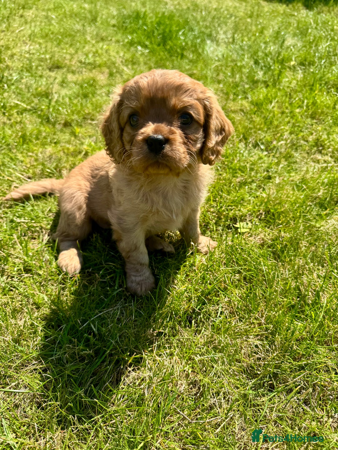 Cavalier King Charles Spaniel dogs for sale: Stunning cavalier King Charles spaniel puppies. - Image 6