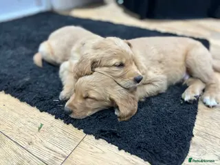 Golden Retriever dogs KC Registered Golden Retriever Puppies - Advert 7