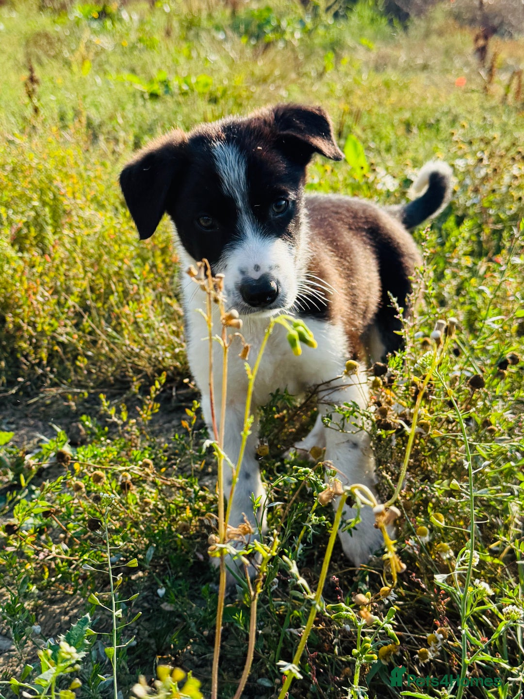 Border Collie dogs for sale: Gorgeous KC reg border collie pups  - Image 7