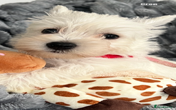 West Highland Terrier dogs for sale: Westie Boy pups available ⭐️⭐️⭐️ - Image 16