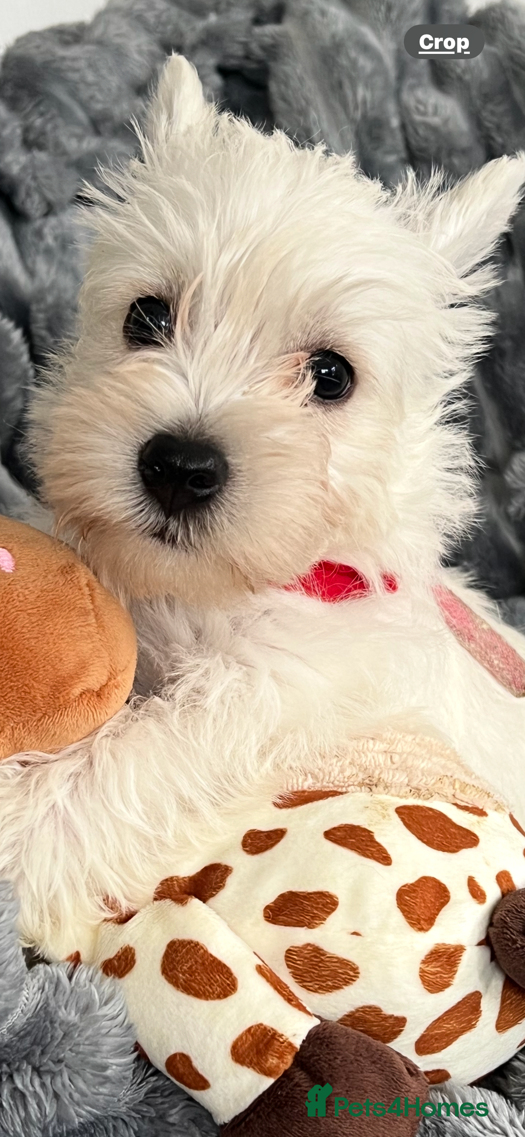 West Highland Terrier dogs for sale: Westie Boy pups available ⭐️⭐️⭐️ - Image 16