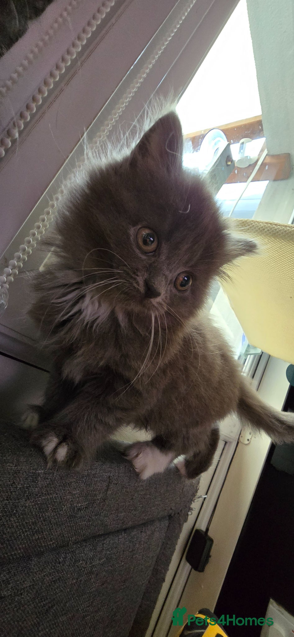 Maine Coon cats Adorable Mainecoon kittens  - Advert 17