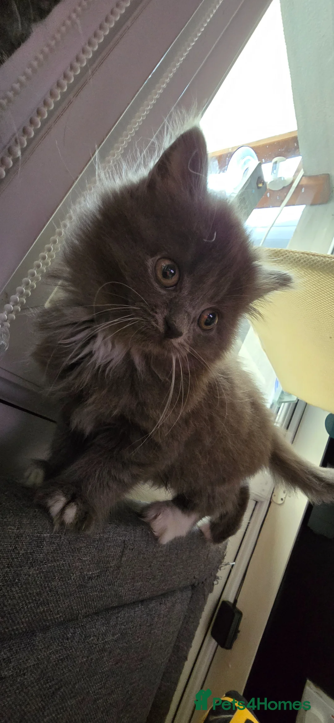 Mixed Breed cats for sale: Adorable Mainecoon kittens  - Advert 2