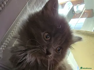 Maine Coon cats Adorable Mainecoon kittens - Advert 12