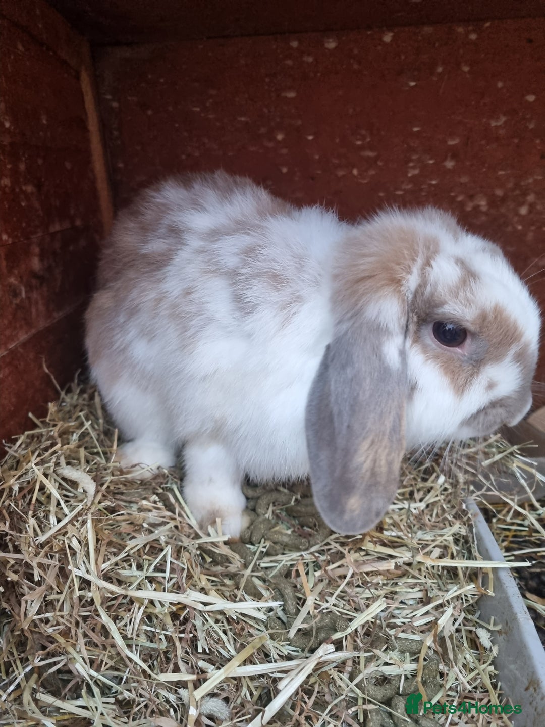 Mini Lop rabbits for sale: Mini lop pure breeds ready now - Image 5