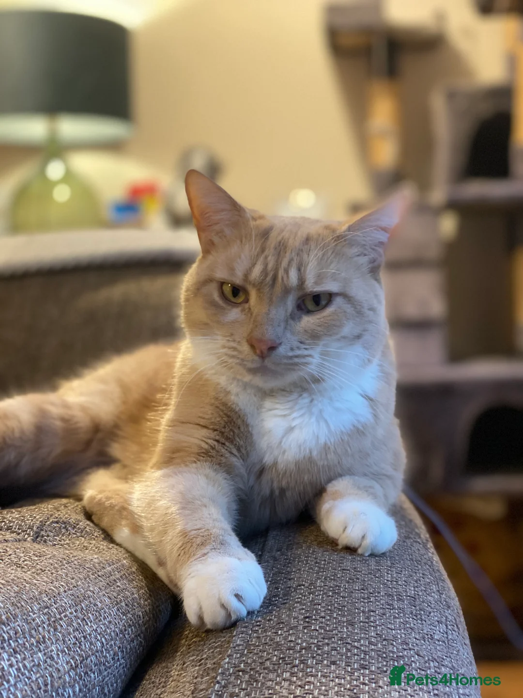 British Shorthair cats for sale: Rehoming our lovely lad Alfie - Advert 1