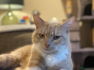 British Shorthair cats Rehoming our lovely lad Alfie - Advert 10