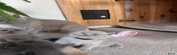 British Shorthair cats for sale: Tica registered British Shorthair Kittens  - Advert 25