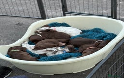 Cocker Spaniel dogs for sale: Working cocker spainel Puppys Ready to leave  - Image 15