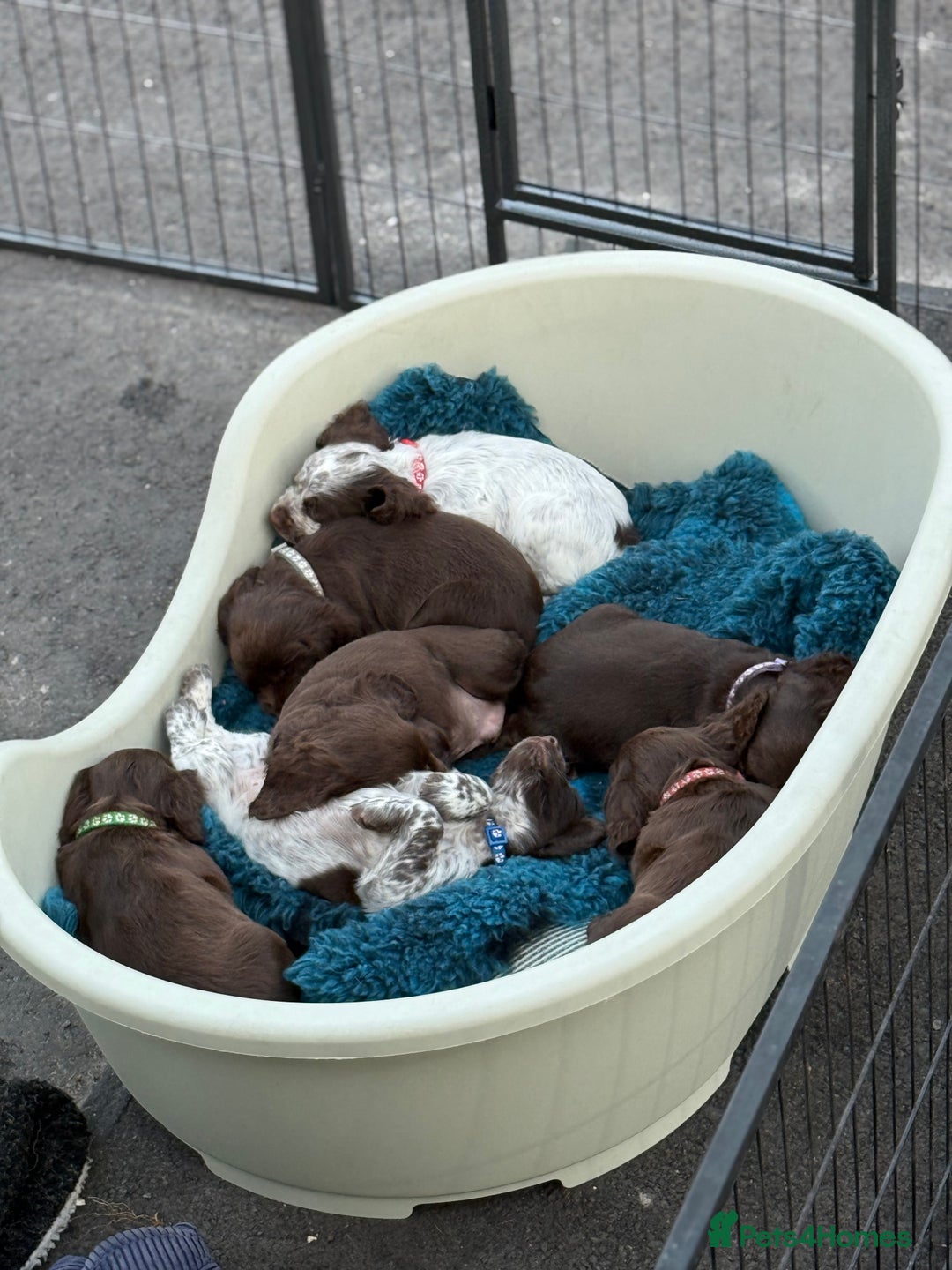 Cocker Spaniel dogs for sale: Working cocker spainel Puppys Ready to leave  - Image 15