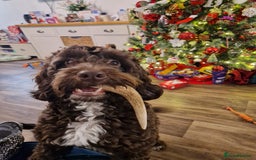 Cockapoo dogs for sale: MALE Cockapoo for sale - Image 18