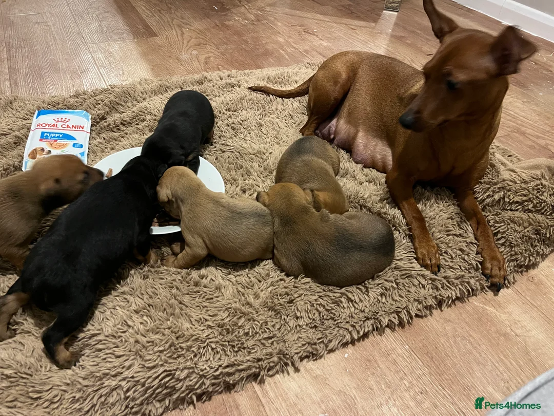 Mixed Breed dogs for sale: Jack Russell/miniature Pinscher puppies - Advert 2