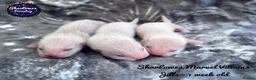 Ferret rodents for sale: Ferret kits  - Advert 8