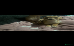 Chihuahua dogs for sale: Chihuahua pups  - Image 7