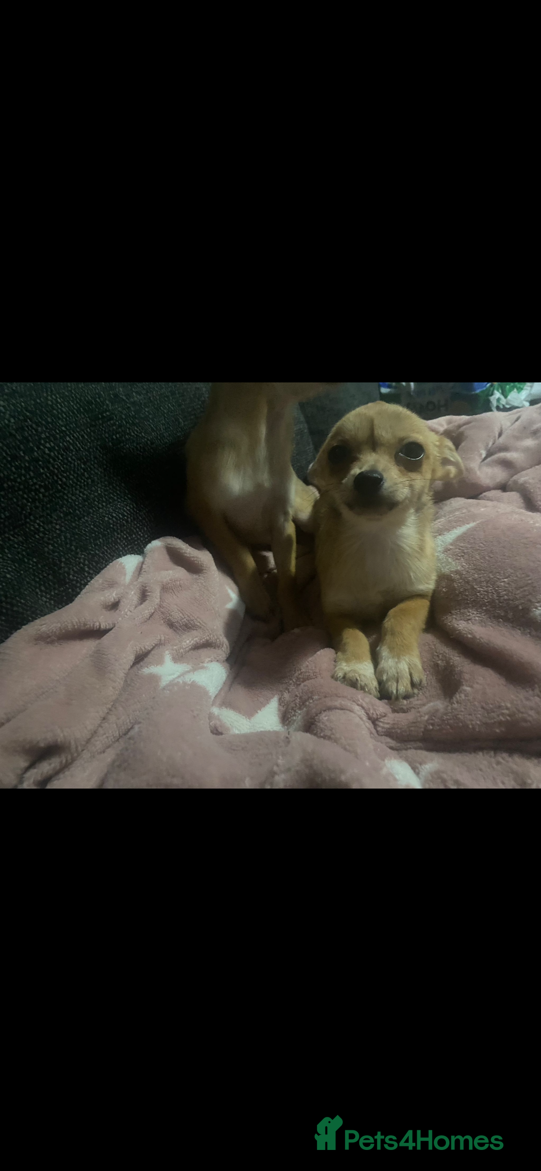 Chihuahua dogs for sale: Chihuahua pups  - Image 7